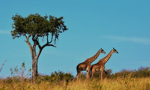 African Giraffes Walking in Tall Grass Under a Tree in Natural Grassland Landscape