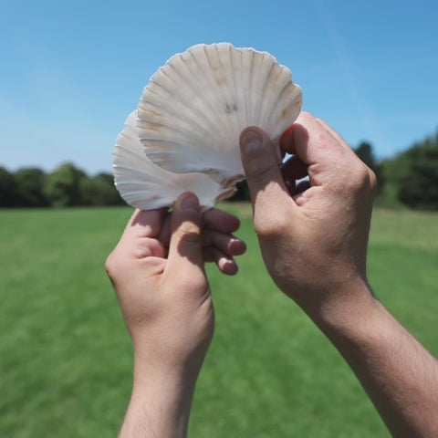 Sea Shell Concha Guiro played in a sound demonstration.